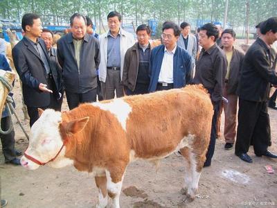 養(yǎng)殖黃牛技術(shù)知識,農(nóng)村黃牛養(yǎng)殖方法有哪些?