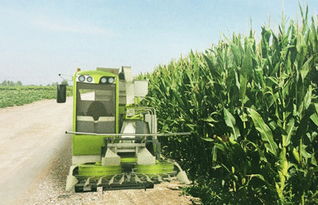 科脈機械4qzy 30自走式青貯飼料收獲機報價 補貼和圖片 甘肅金科峰農業(yè)裝備工程有限責任公司