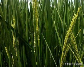 今日科技話題 全球30米分辨率森林覆蓋分布圖 天基網絡地面服務平臺 農業(yè)科學理論研究 冬小麥 流感