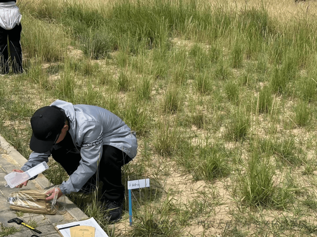 禾本科植物不僅為人類提供了豐富的糧食和飼料資源,還在維護生態平衡