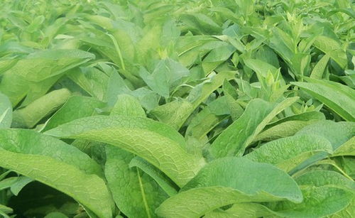 良豐農業 養殖業牧草大全