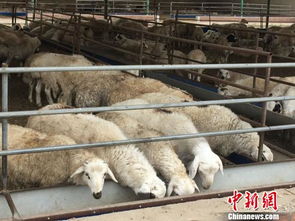 內蒙古肉羊養殖第一大旗 用標準化與 羊價 賽跑