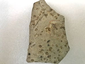 融入自然：在昆蟲與飼料標本中理解萬物相生