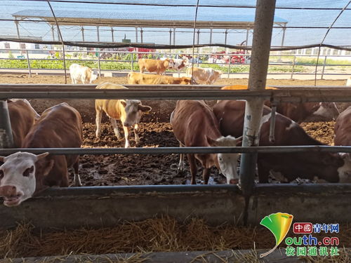 動科學子三下鄉 飼料科技助力養殖，青春服務三農實踐