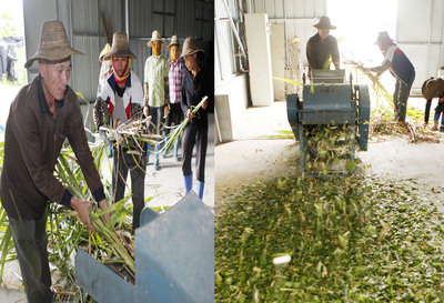 菌草的加工與貯藏 飼料科的關鍵技術