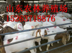 飼料科 現代養殖業的核心支撐